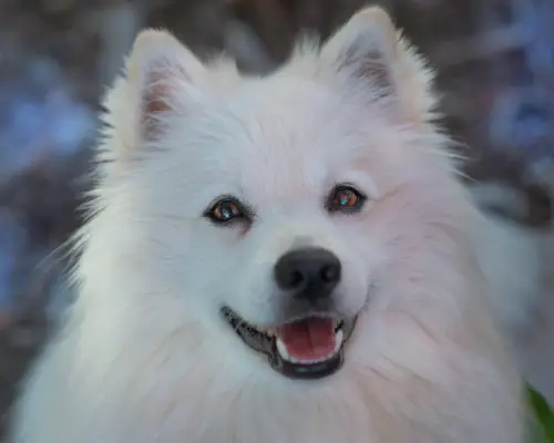chien